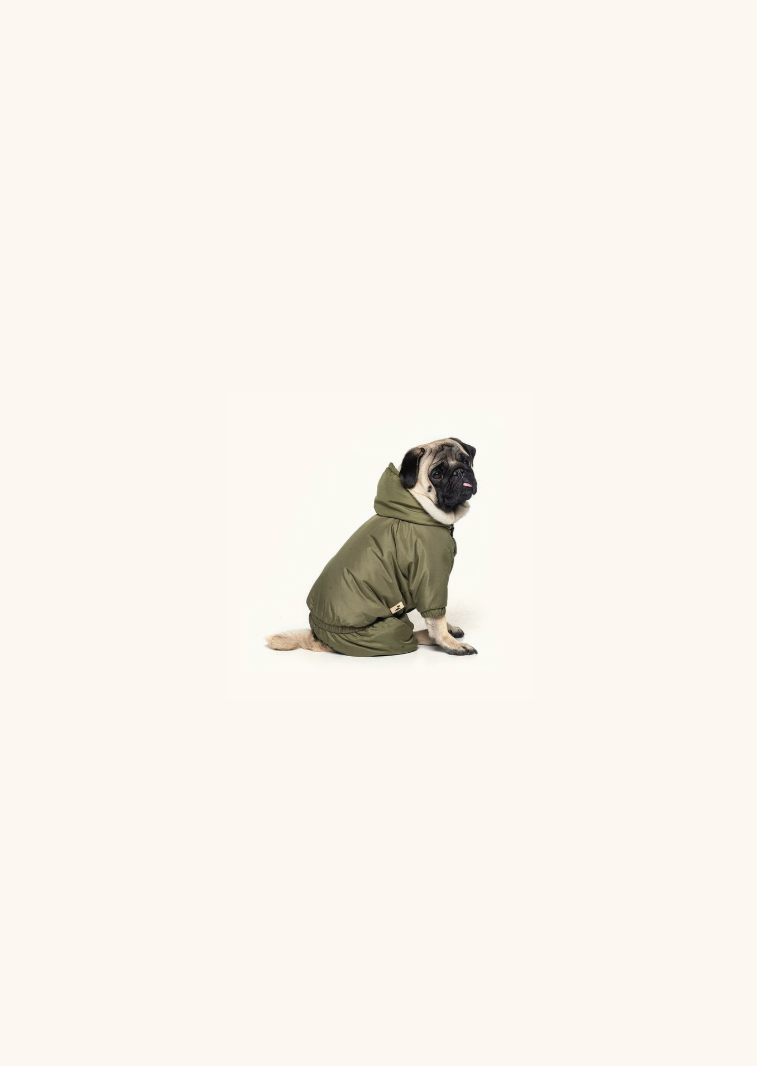 Accessoires d'hiver pour chien