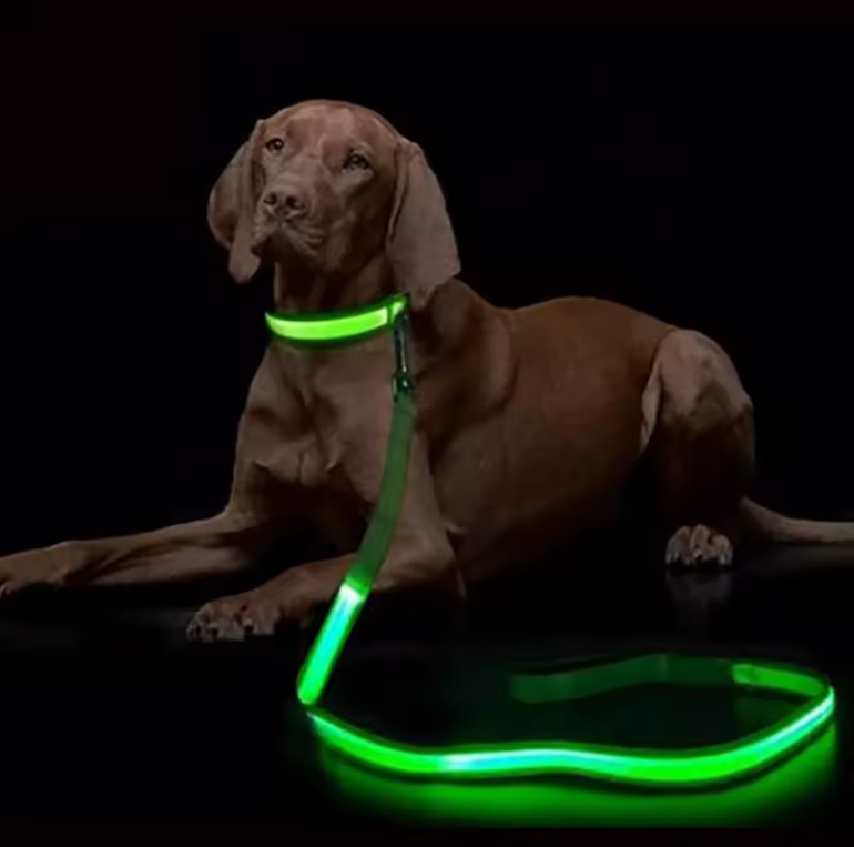 Laisse lumineuse LED pour chien