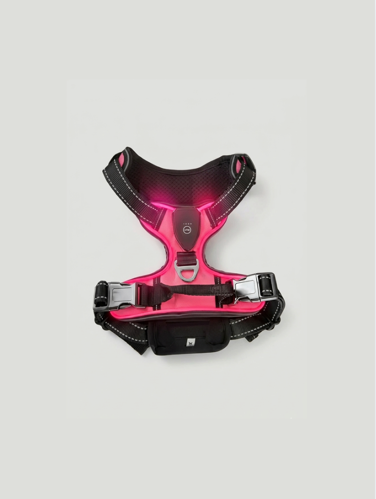 Harnais lumineux pour chien